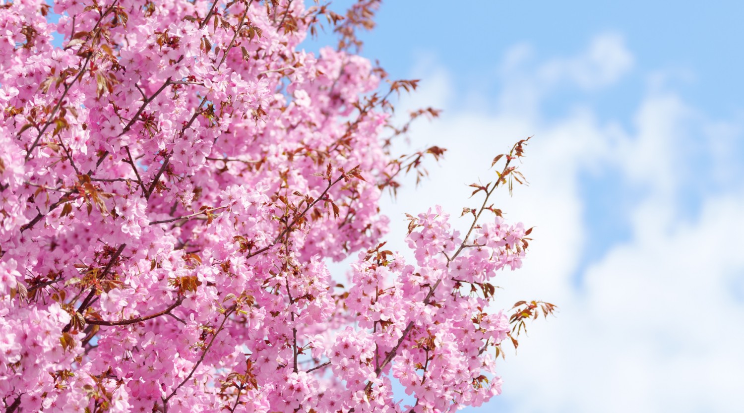 
Notice: Undefined variable: design_ideasRecord in /home/s2shost/public_html/sites/hh/stories/post.php on line 151
